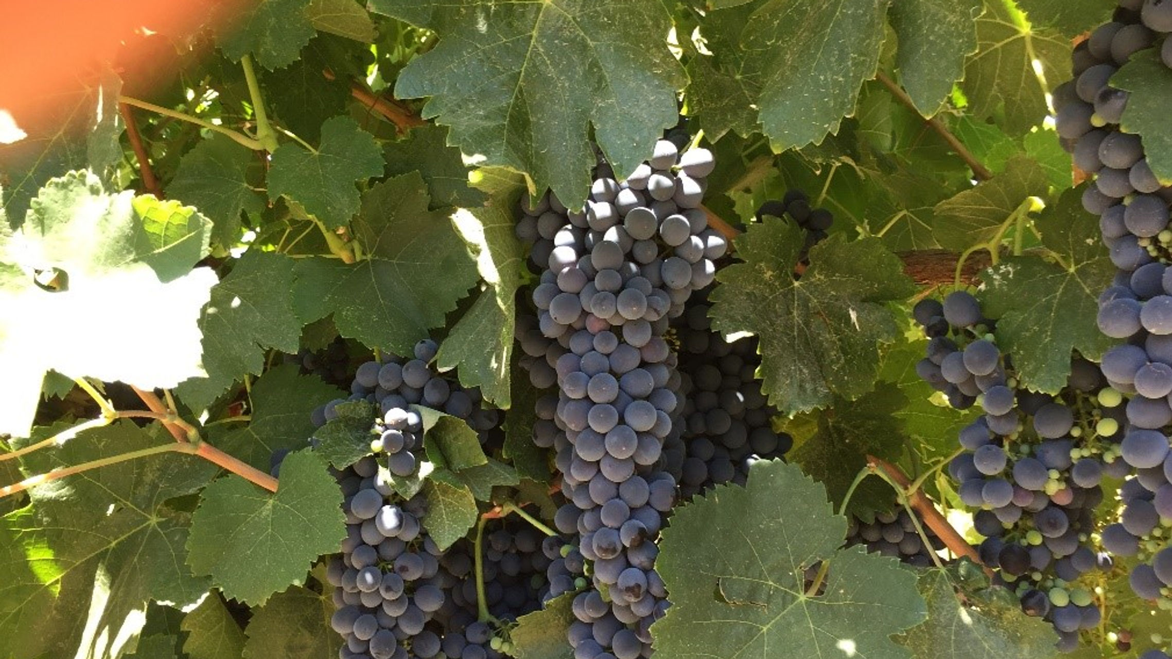 Learn About the Lodi Appellation